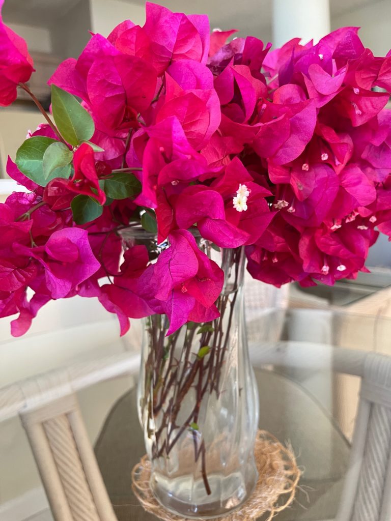 Bougainvillea