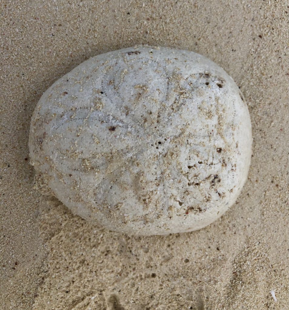 Sand dollar