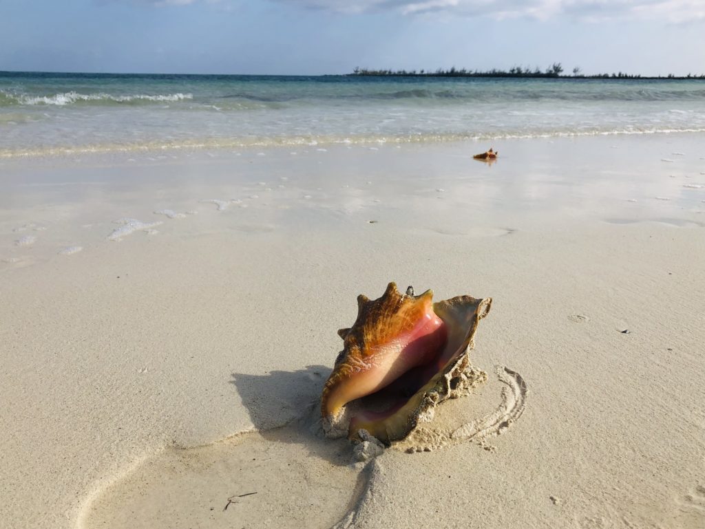 Shells