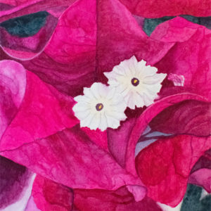 bougainvillea