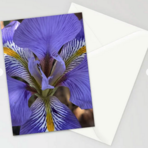 Macro Purple Iris Photo Greeting Card