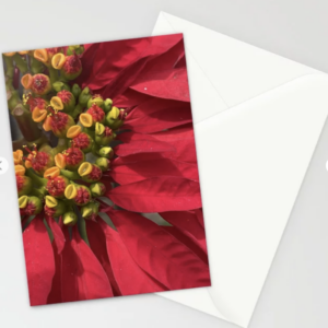 Marco Poinsettia Photo Greeting Card