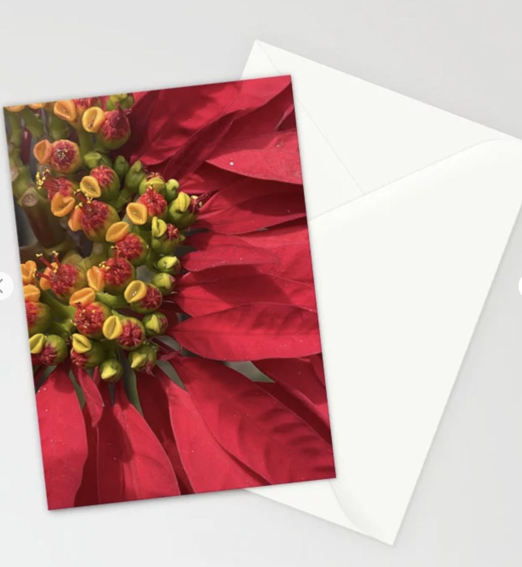 Marco Poinsettia Photo Greeting Card