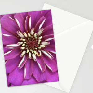 Macro Zinnia Photo Greeting Card