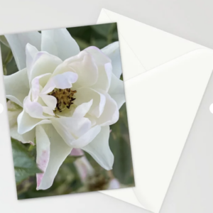 Macro White Rose Photo Greeting Card