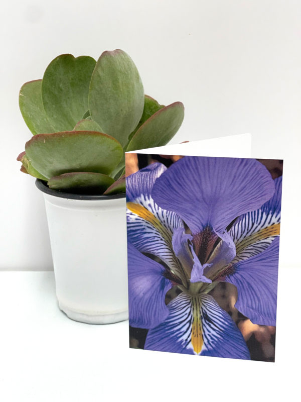Purple Iris