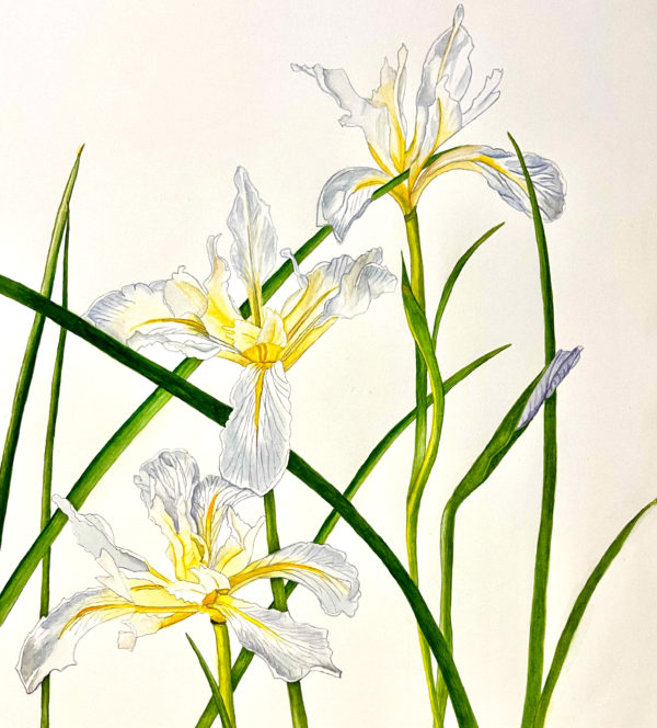 wild iris