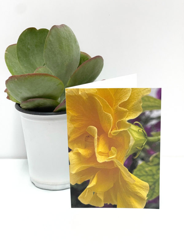Yellow Hibiscus