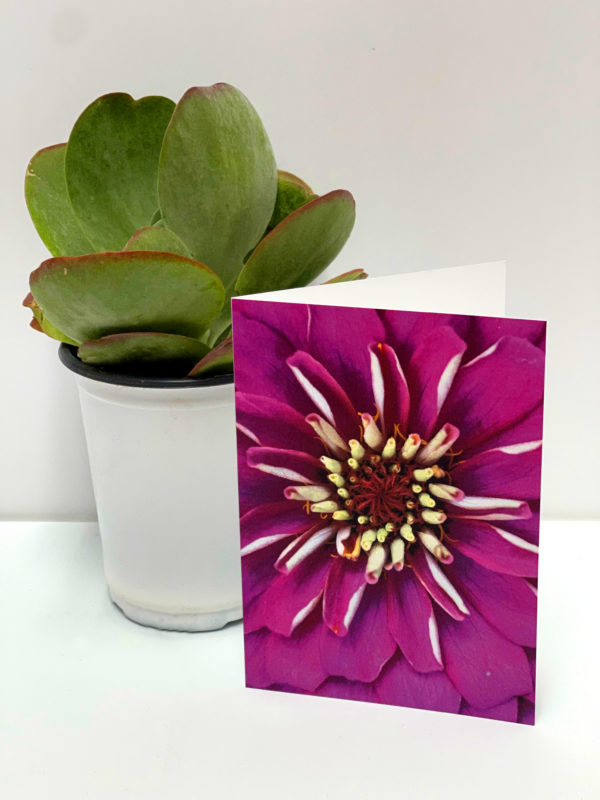 Hot Pink Zinnia