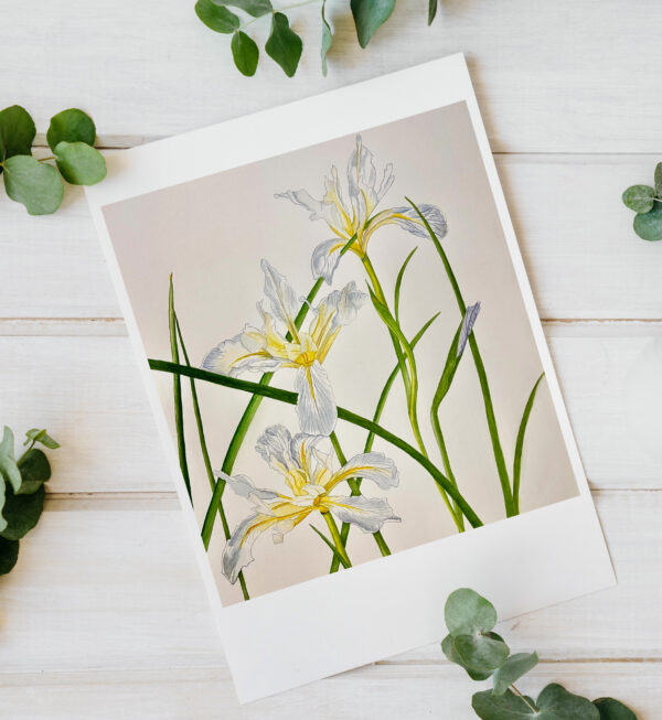 Wild Iris